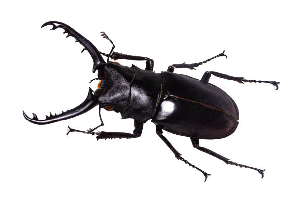 istock Lucanus cervus stag beetle isolated on white 1138907538