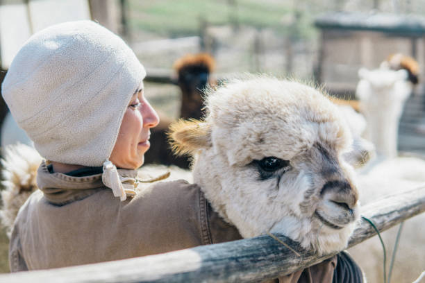 istock Young woman farmer with her alpacas 1138907792