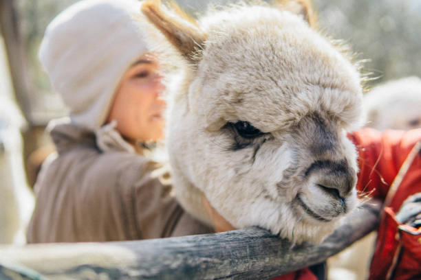 istock Young woman farmer with her alpacas 1138907805