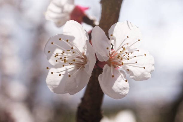 istock Apricot branch in bloom 1138907830