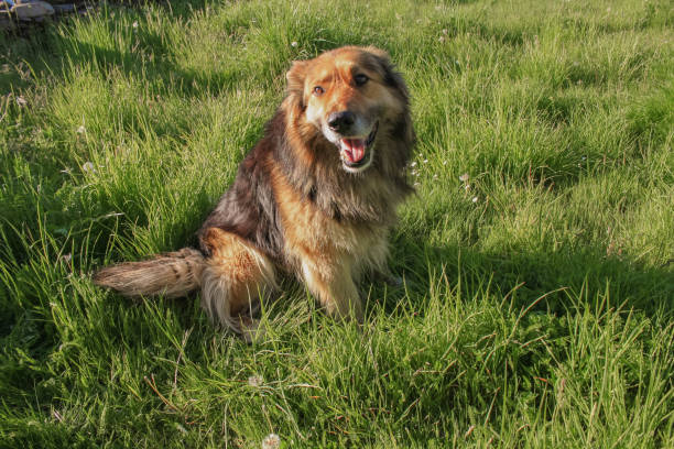 istock Friendly german shepherd dog sitting on the grass 1138909276