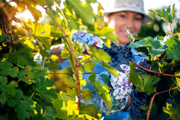 istock Woman harvesting the grapes 1138909392