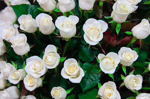 Fresh white roses