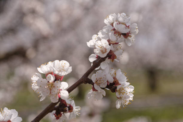istock Apricot branch in bloom 1138910677