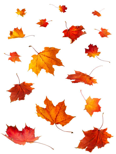 istock Isolated autumn leaves 1138910724
