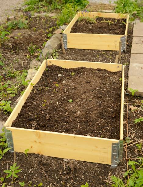 istock Pallet collars in garden 1138912262
