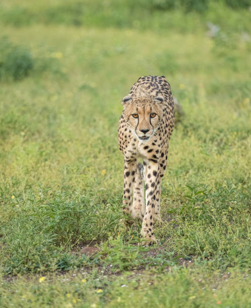 ghepardo che perseguita la sua preda in botswana. - mashatu game reserve foto e immagini stock