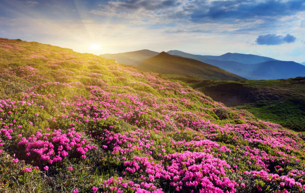 istock Magic pink rhododendron flowers on summer mountain 1138915110