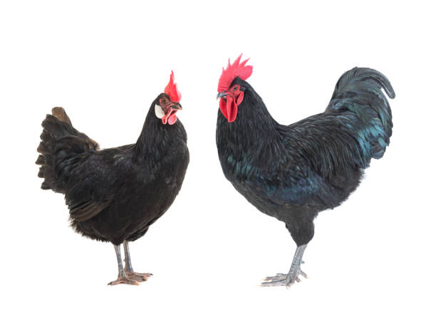 istock black hen and cockerel on a white 1138915218