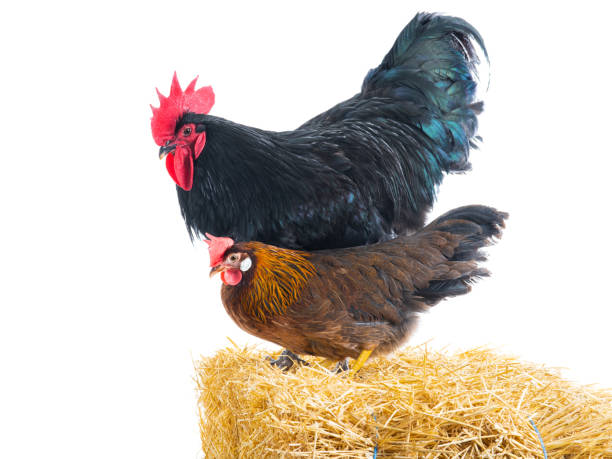 istock black hen and rooster stand in hay on a white 1138915219