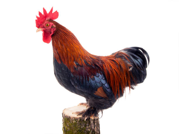 istock rooster on stump isolated on white 1138915238