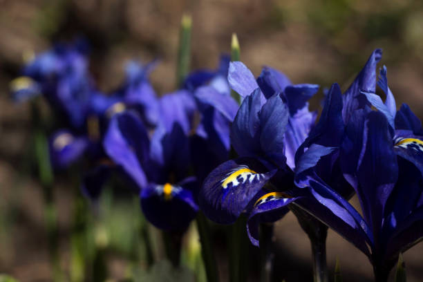 istock Tiny violet blue irises - pygmy spring flowers blossoming in the garden. 1138915335