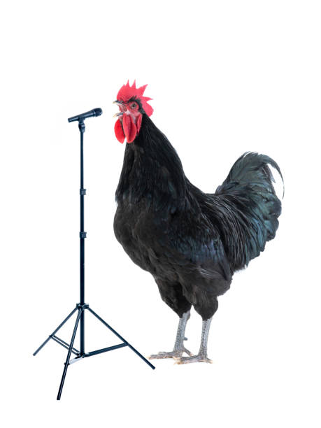 black rooster sings near microphone isolated on white black rooster sings near microphone isolated on white background cockerel photos stock pictures, royalty-free photos & images