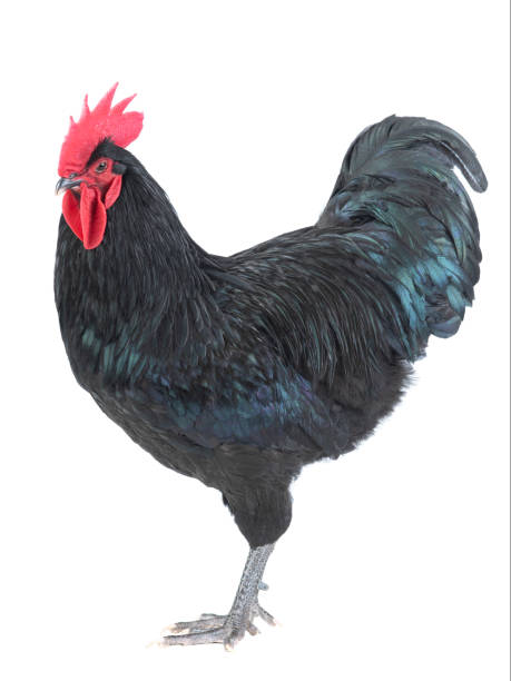 black rooster australorp (Gallus gallus) with dark green plumage on white black rooster australorp (Gallus gallus) with dark green plumage on white background male red junglefowl gallus gallus stock pictures, royalty-free photos & images