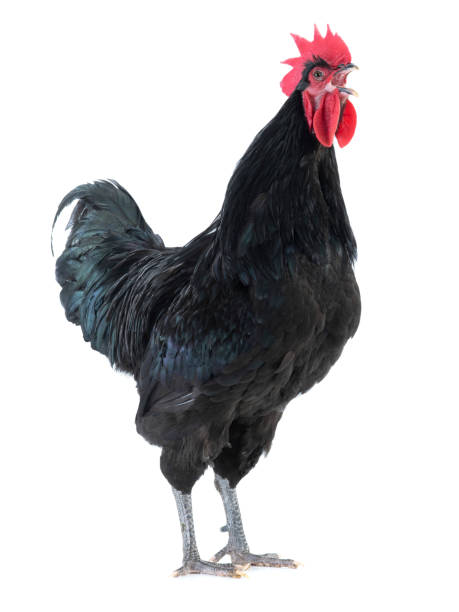 istock black rooster (Gallus gallussings) sings on a white 1138915481