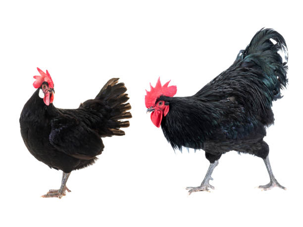 istock black rooster and hen isolated on a white 1138915488
