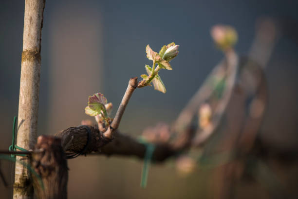 istock Green vine with small bunches of grapes. 1138916496