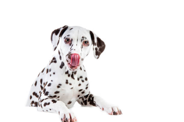 istock Dalmatian sitting, looking aside, isolated on white 1138916716