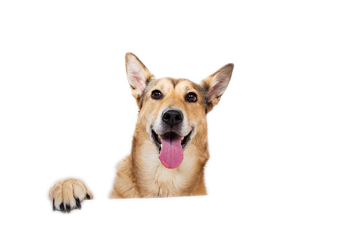 Front view at happy charismatic happy dog sitting, looking aside, isolated on white