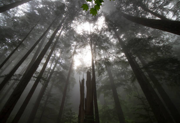 istock Foggy morning hike in Squamish, BC 1138916886