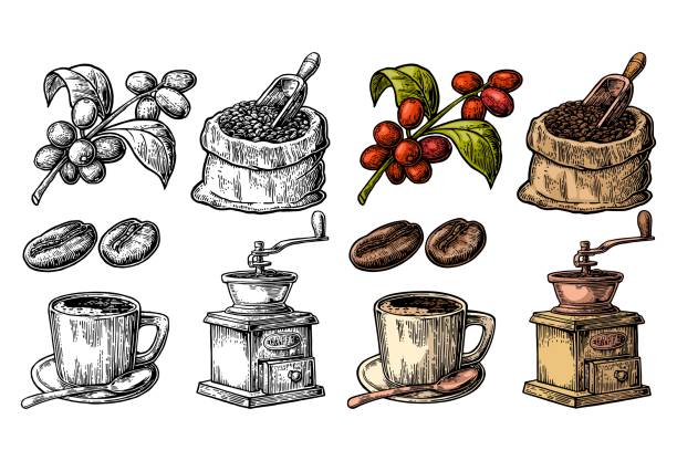 ilustrações de stock, clip art, desenhos animados e ícones de sack with coffee beans with wooden scoop and beans, cup, branch with leaf and berry. - café colheita