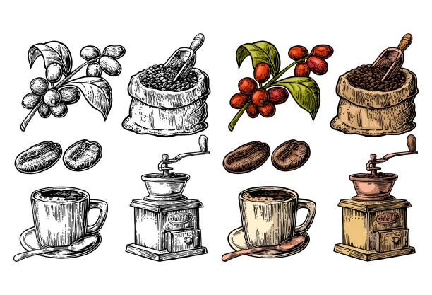 Sack with coffee beans with wooden scoop and beans, cup, branch with leaf and berry. Hand drawn sketch style. Vintage vector color engraving illustration for label, web. Isolated on white background.