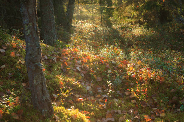 istock Forest floor in sunlight at autumn day 1138916929