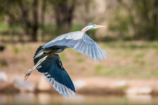 great blue heron volando - wading snowy egret egret bird fotografías e imágenes de stock