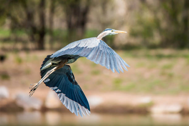 grande airone blu che vola - wading snowy egret egret bird foto e immagini stock