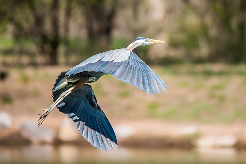 Great Blue Heron in flight