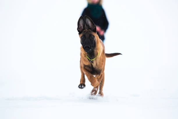 istock Belgian Shepherd Dog in winter. Snowing background. 1138918463