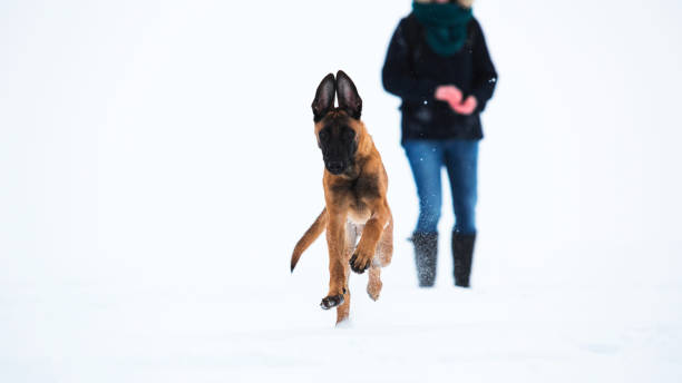 istock Belgian Shepherd Dog in winter. Snowing background. 1138918469