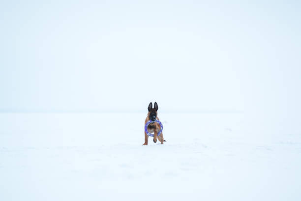 istock Belgian Shepherd Dog in winter. Snowing background. Winter forest 1138918487
