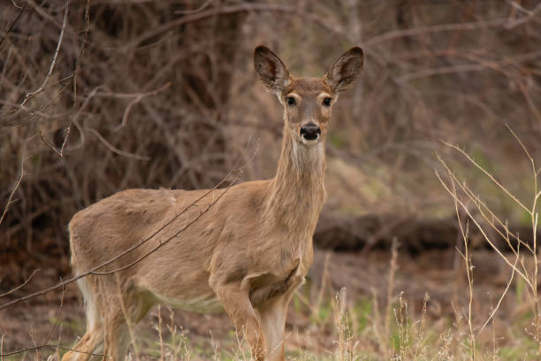 Deer alone running