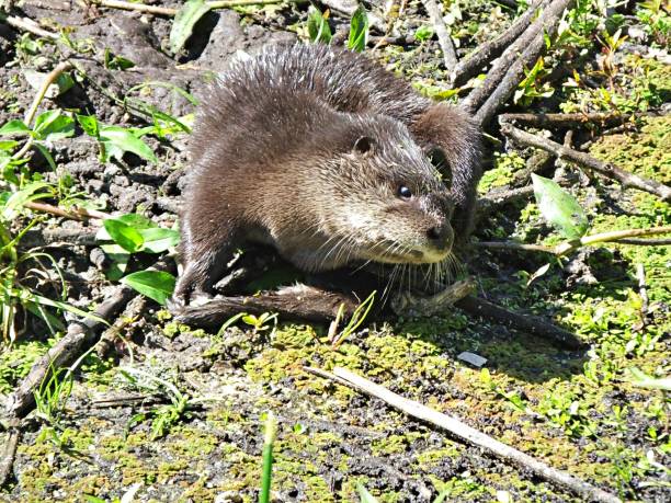 istock Otter (Lutra Canadensis) pup in the Florida wetlands 1138918594