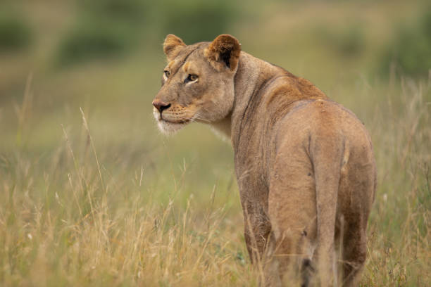 istock Lioness in the wild 1138918615