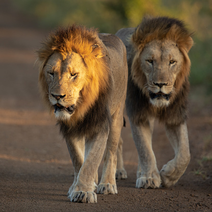 Male lions walking on the road and moving towards the camera. Front lion is illuminated with the last light of the day.
