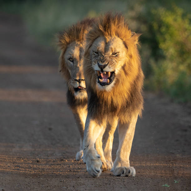 istock Two male Lions on the move 1138918655
