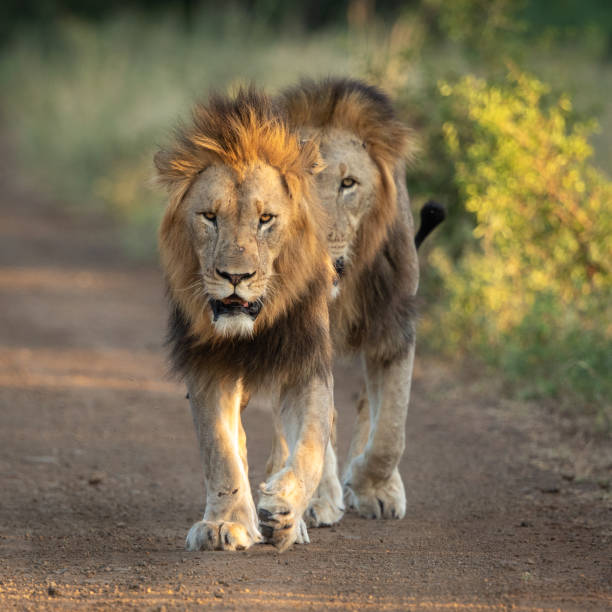 istock Two male Lions on the move 1138918659