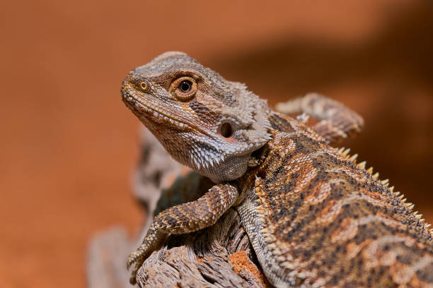 close up picture of young bearded dragon stock photo