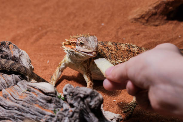 feeding of a young bearded dragon with piece of apple stock photo