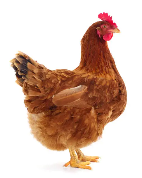 Young brown hen isolated on white background.