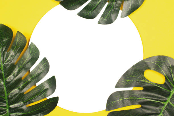 istock Monstera leaves on yellow background. 1138919737