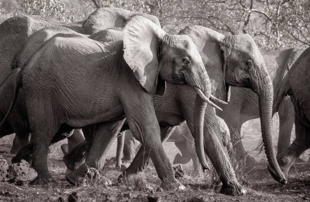 istock Herd of elephants walking in morning light 1138922100