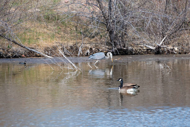 istock Great Blue Heron fishing 1138925623