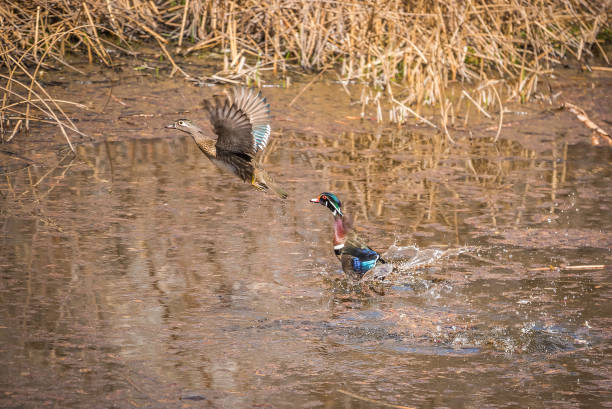 istock Wood ducks on water take flight 1138927371