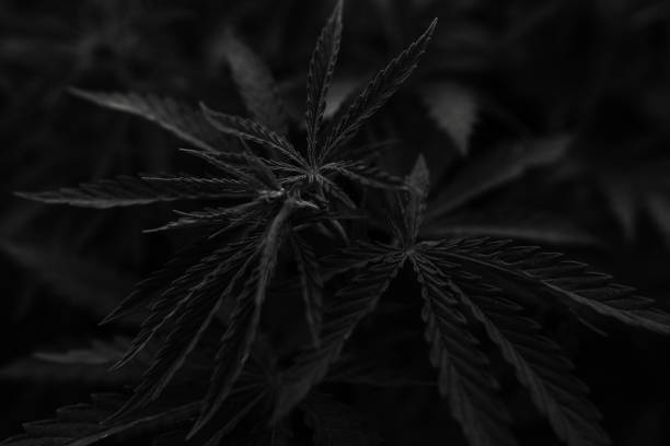 istock bush marijuana on blurred  background. bush cannabis. 1138928483
