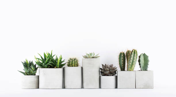 istock Succulents and cactus in a concrete pots on a white bedside table 1138928670