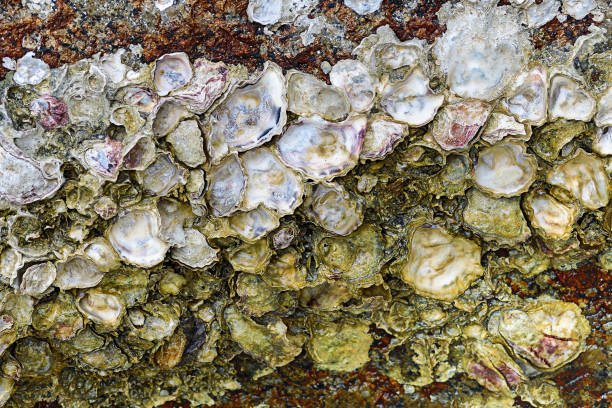 group of seashells open on stone wall a lot of sharp dangerous stone on the seashore background sea nature