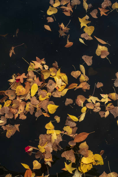 istock yellow, red, brown autumn leaves floating on water pond surface pattern 1138928750